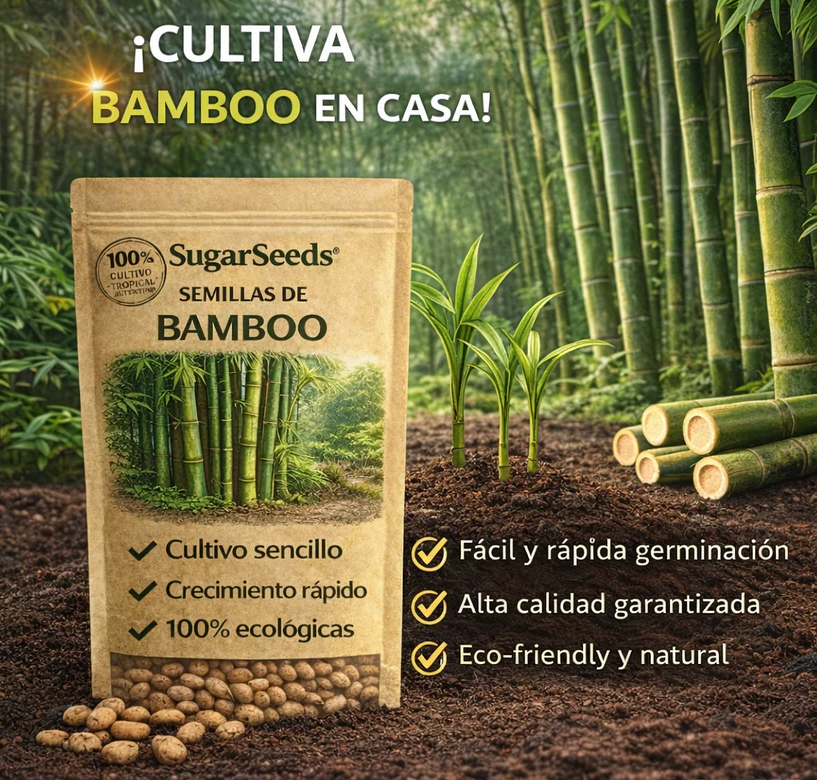 Semillas de PREMIUM ciprés de bambú de la suerte